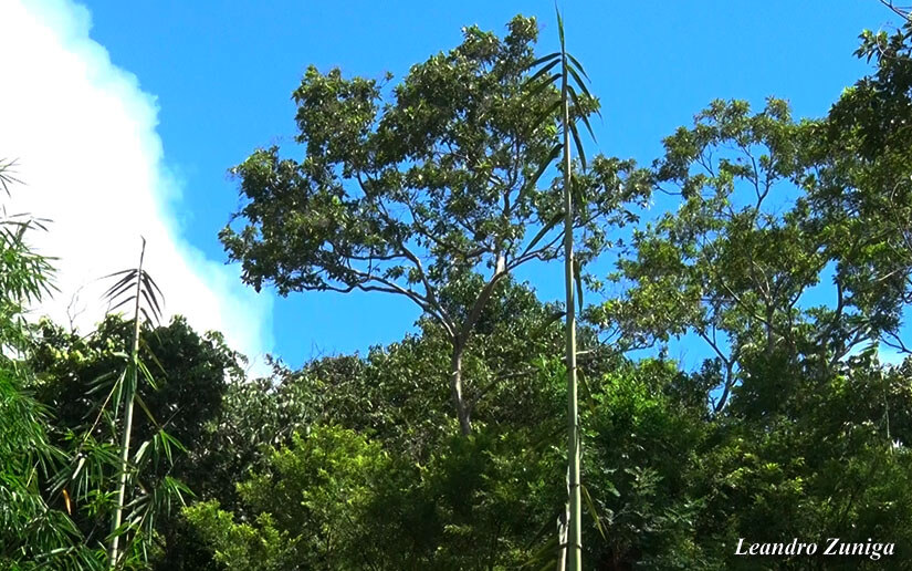 BAMBU2